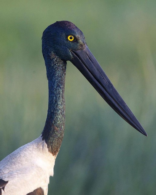 Photo of Black-necked Stork