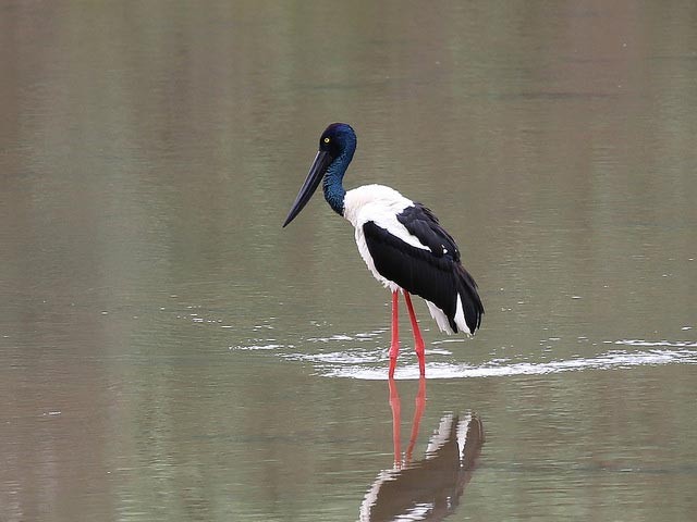 Photo of Black-necked Stork