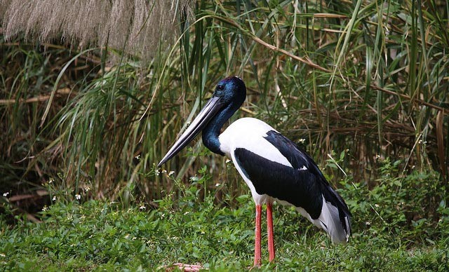 Photo of Black-necked Stork