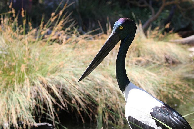 Photo of Black-necked Stork