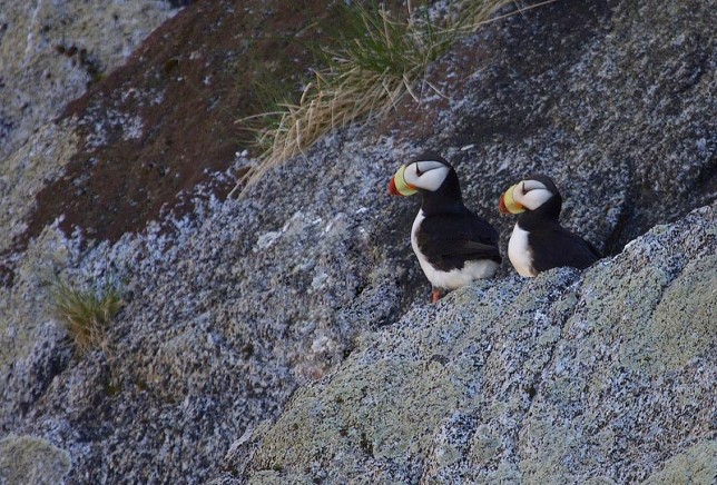 Photo of Horned Puffin