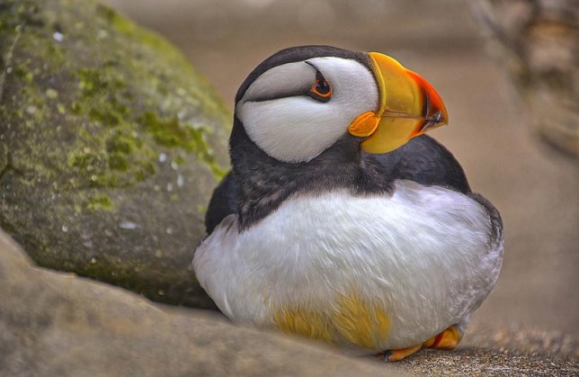 Photo of Horned Puffin