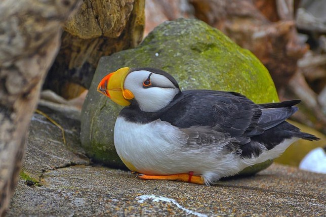 Photo of Horned Puffin