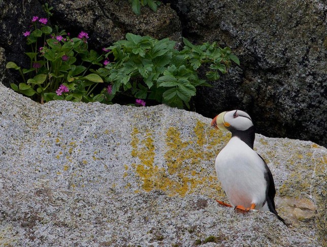Cute Birdorable Horned Puffin
