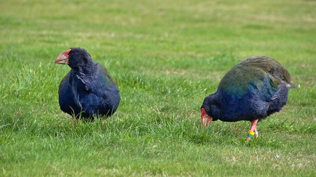 Photo of South Island Takahe