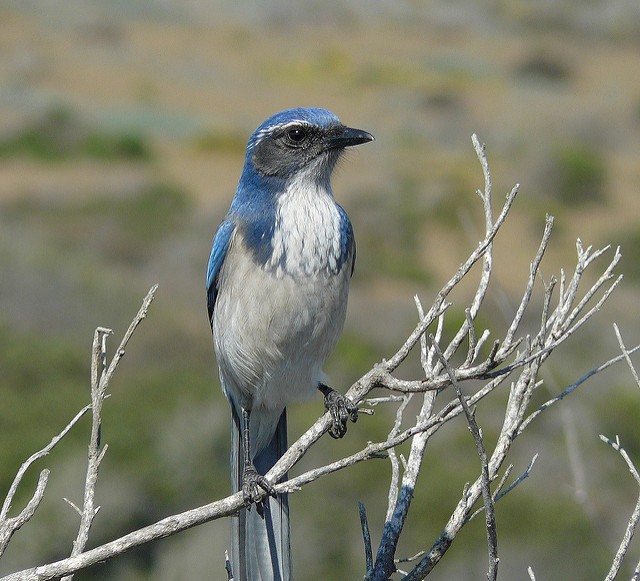 Photo of California Scrub-Jay