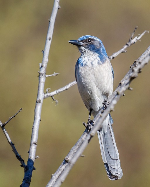 Photo of California Scrub-Jay