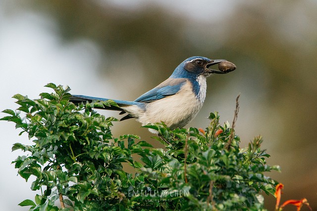 Photo of California Scrub-Jay