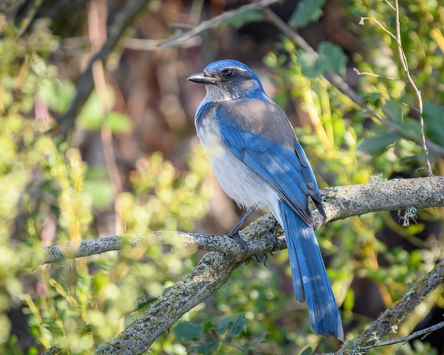 Photo of California Scrub-Jay