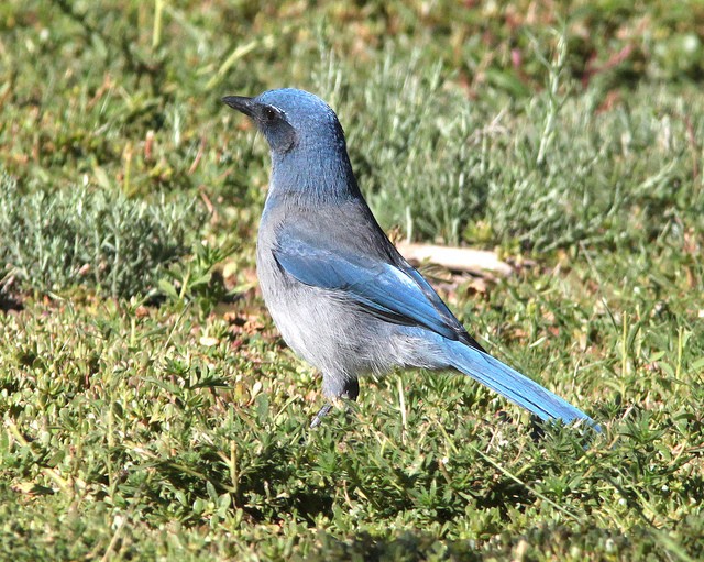 Photo of Woodhouse's Scrub-Jay