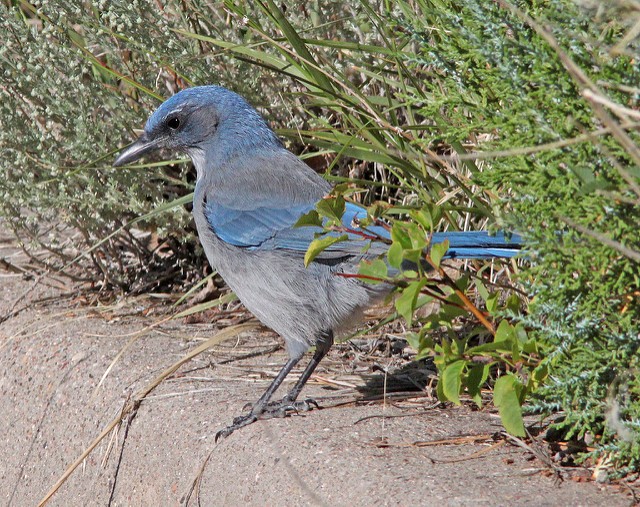 Photo of Woodhouse's Scrub-Jay