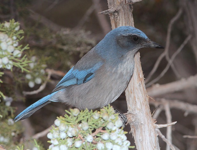 Photo of Woodhouse's Scrub-Jay