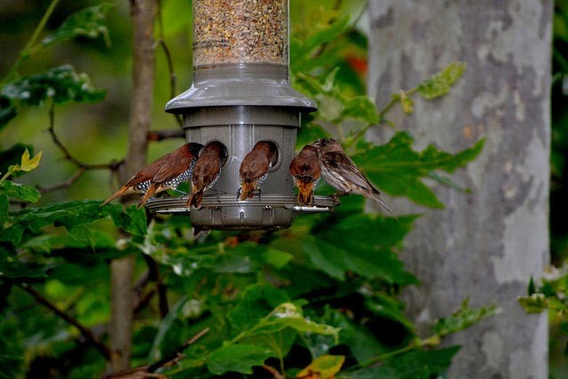 Photo of Scaly-breasted Munia