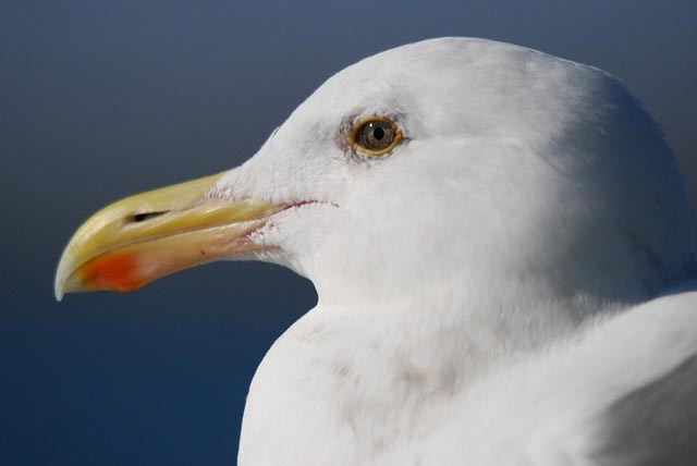 Photo of Western Gull