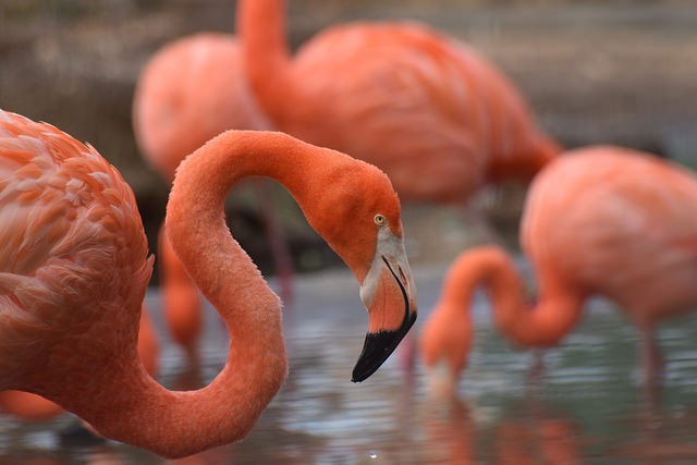 Photo of American Flamingo