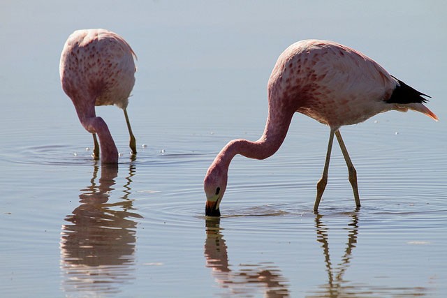Photo of Andean Flamingo