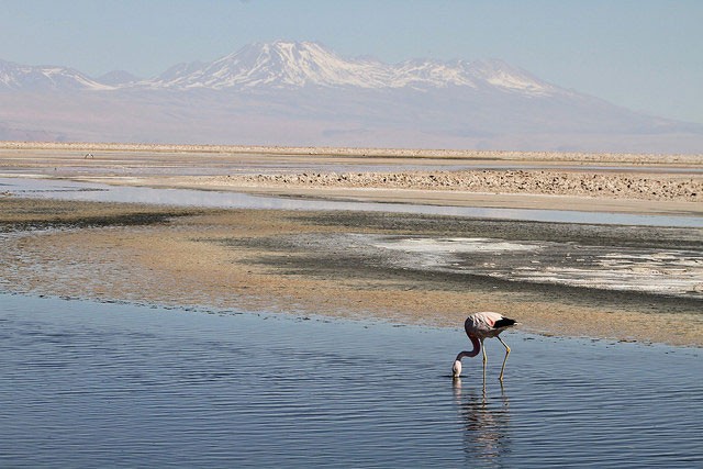 Photo of Andean Flamingo