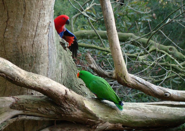 Photo of Eclectus Parrot