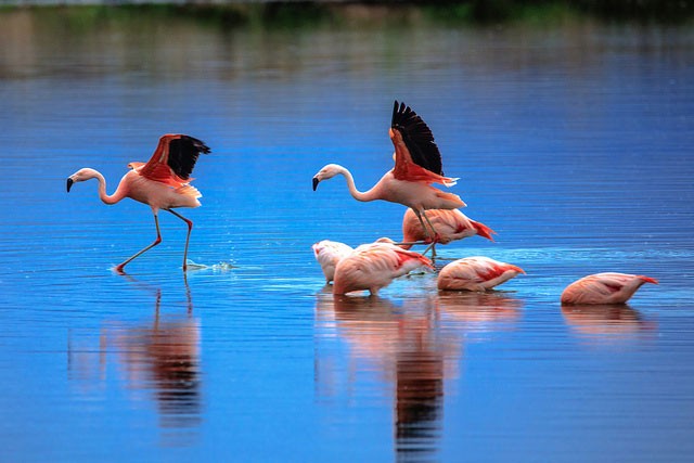 Photo of Chilean Flamingo