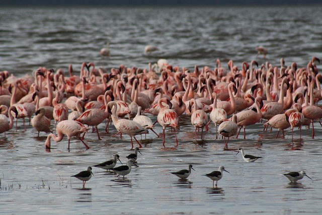 Photo of Lesser Flamingo