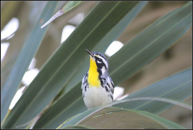 Photo of Yellow-throated Warbler