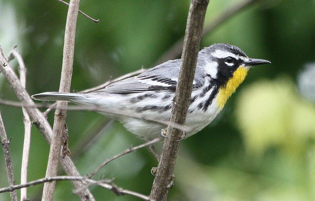 Photo of Yellow-throated Warbler
