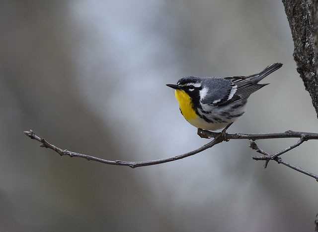 Photo of Yellow-throated Warbler