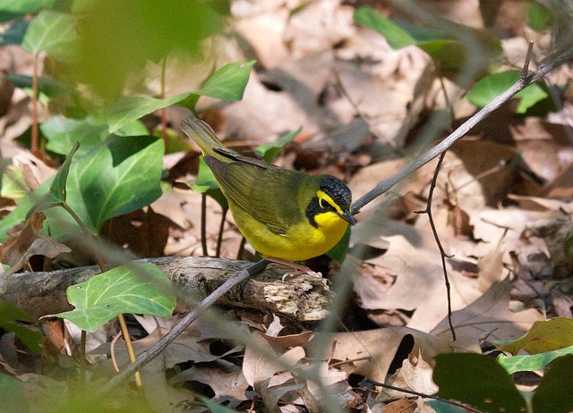 Photo of Kentucky Warbler