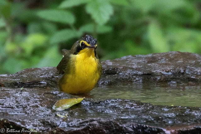 Photo of Kentucky Warbler