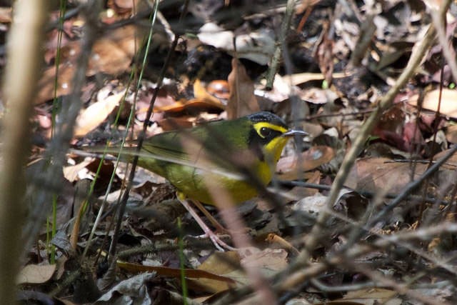 Photo of Kentucky Warbler