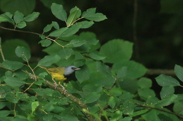 Photo of Mourning Warbler