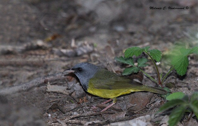 Photo of Mourning Warbler