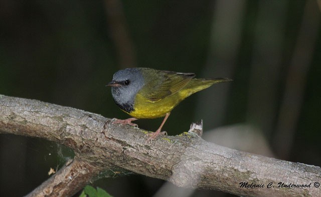 Photo of Mourning Warbler