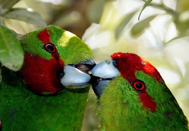 Photo of Red-crowned Parakeet