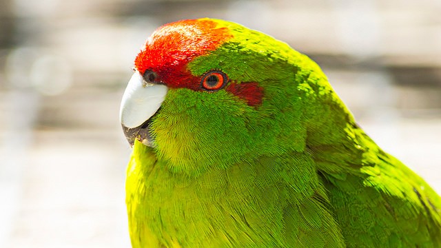 Photo of Red-crowned Parakeet