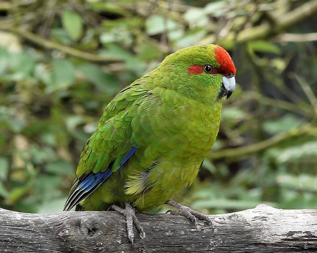 Photo of Red-crowned Parakeet