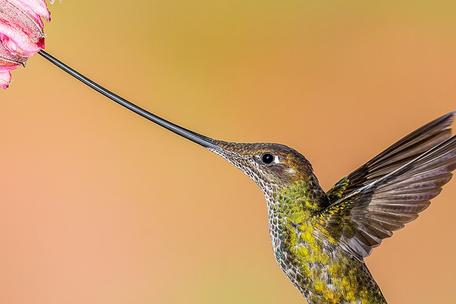 Photo of Sword-billed Hummingbird