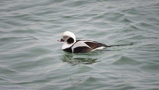 Photo of Long-tailed Duck