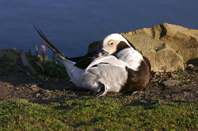 Photo of Long-tailed Duck