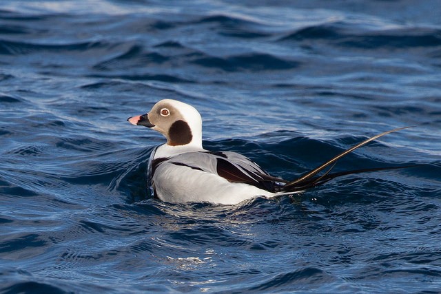 Photo of Long-tailed Duck