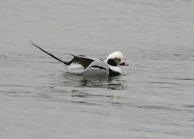 Photo of Long-tailed Duck