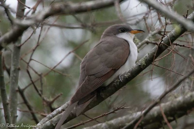 Photo of Yellow-billed Cuckoo