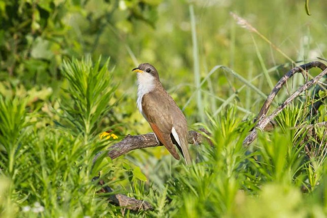 Photo of Yellow-billed Cuckoo