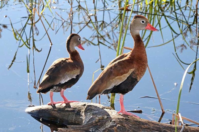 Photo of Black-bellied Whistling-Duck