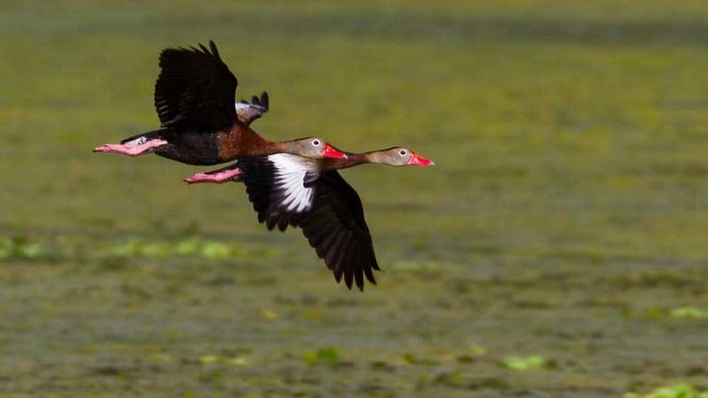 Photo of Black-bellied Whistling-Duck