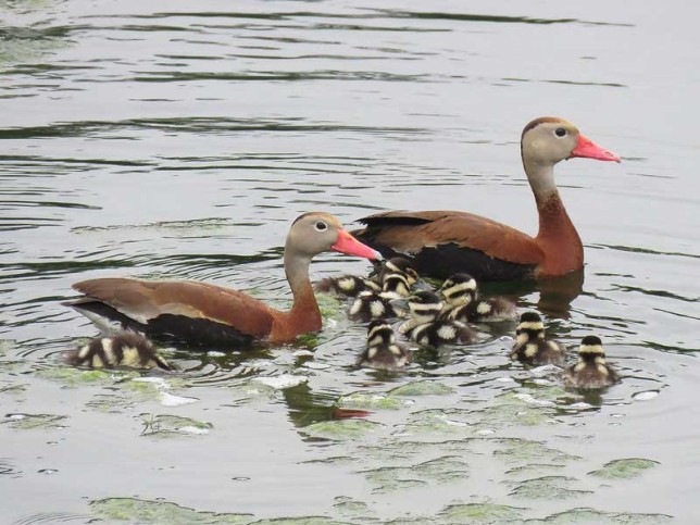 Photo of Black-bellied Whistling-Duck