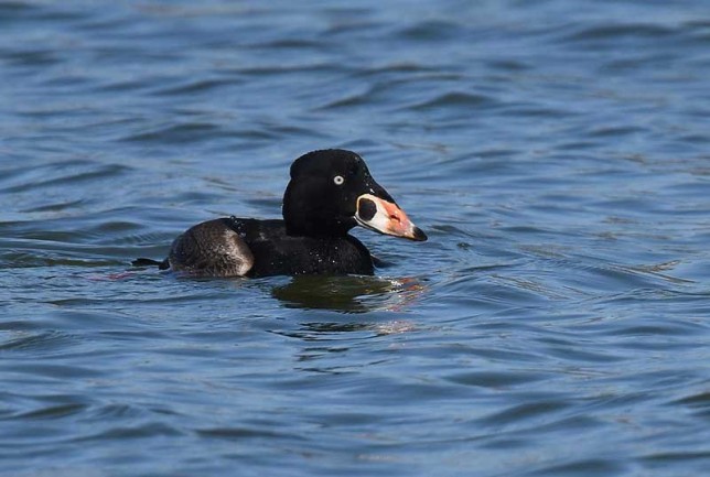 Photo of Surf Scoter