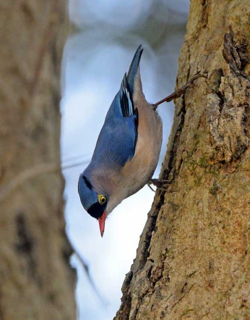 Photo of Velvet-fronted Nuthatch