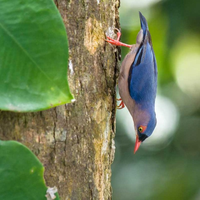Photo of Velvet-fronted Nuthatch