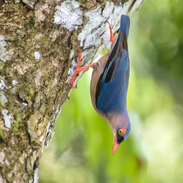 Photo of Velvet-fronted Nuthatch